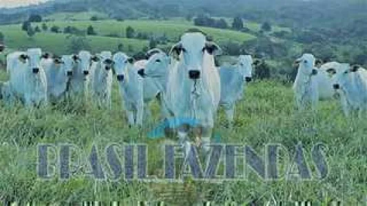 Fazenda em Eunápolis BA a 85 Km. 433 Ha