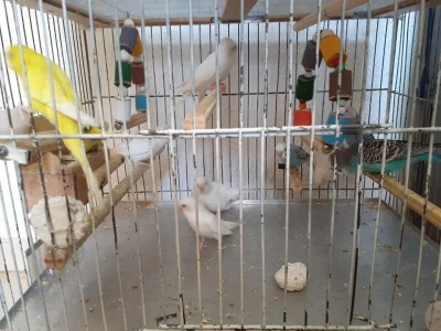 Pet Periquito