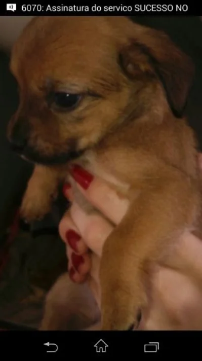 Cachorro