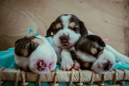 Beagle Fêmea Pedigree