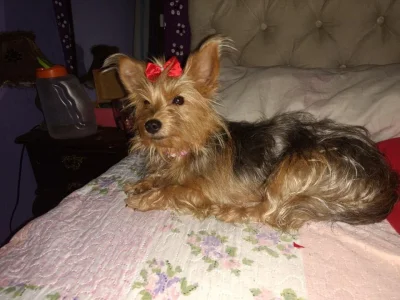 Vendo 1 Filhote Macho da Raça Yorkshire Terrier !