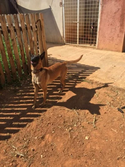 Filhotes de Pastor Malinois