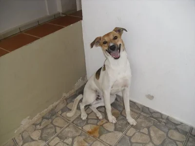 Cão Fox Paulistinha