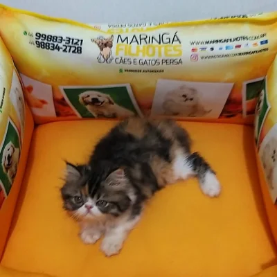 Disponível Lindos Filhotes