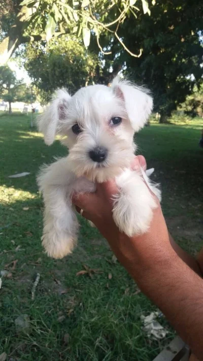 Ninhada Schnauzer Miniatura Branco RJ