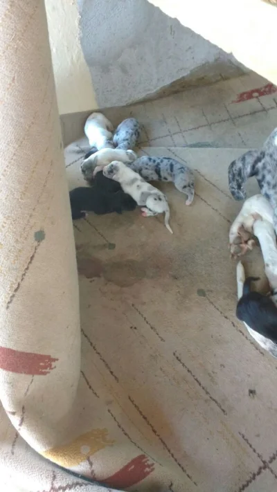 Filhotes de Dogue Alemão 100% Puros