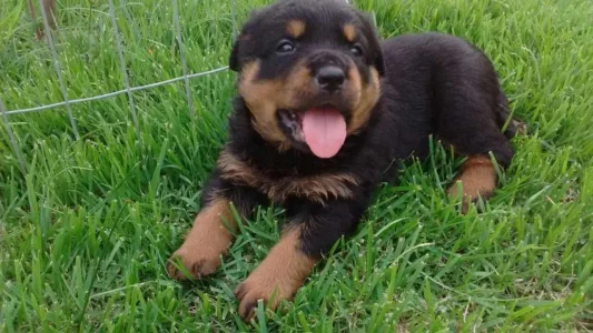 Rottweiler