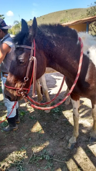 Cavalo