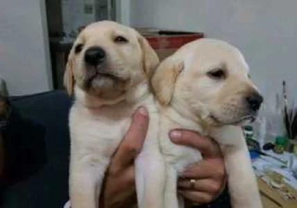 Filhotes Legítimos Labrador Macho e Fêmea
