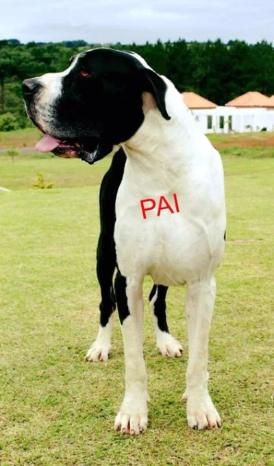 Dog Alemão com Pedigree e Microchip