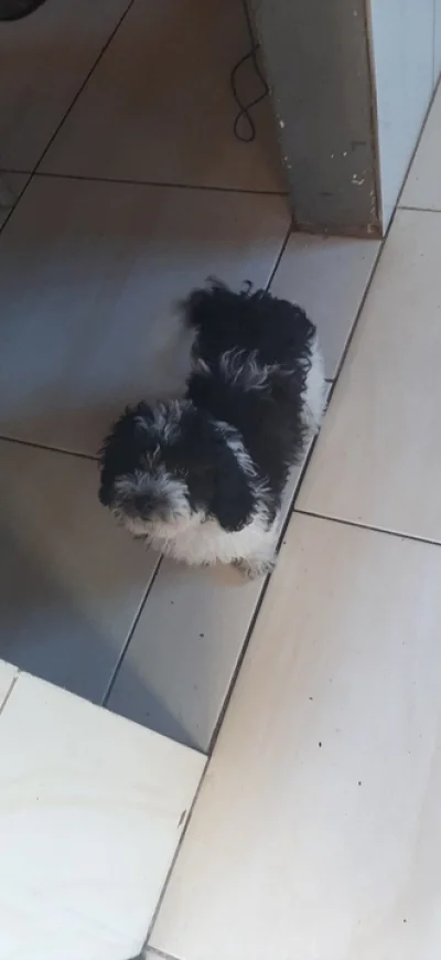 Poodle Macho Porte Pequeno