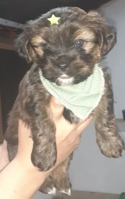Machinho( Shih Tzu com Yorkshire)