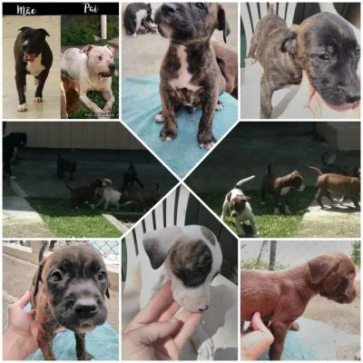 Filhotes de American Sttafordshire Terrier - Black Nose