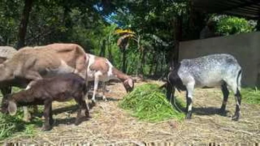 Ovelhas e Carneiros (total de 12 Cabeças)