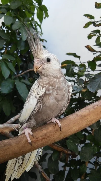 Calopsita Super Mansa