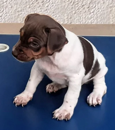 Terrier Brasileiro Rio de Janeiro