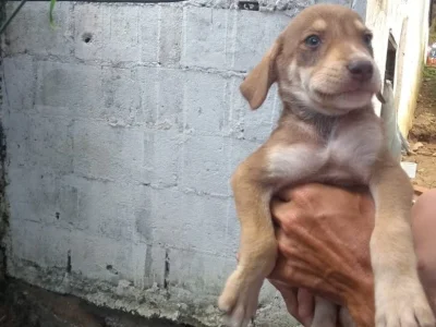 Lindos Filhotinhos para Adoção no Bairro Flamengo