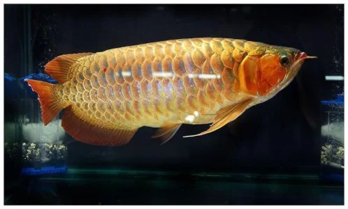 Prêmio Arowana Peixe à Venda