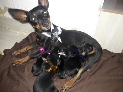 Lindos Filhotes de Pinscher