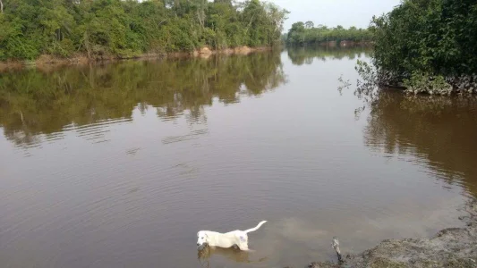 Fazenda em Castelo de Sonhos PA