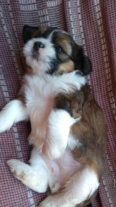 Lhasa Apso Lindas Filhotes Todas Fêmeas
