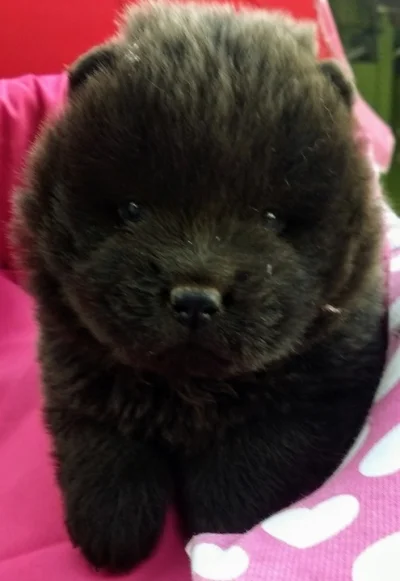 Chow Chow