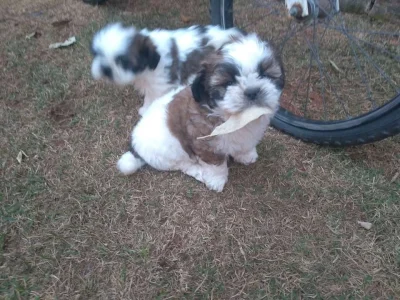 Vende Lindos Filhotes de Shith Zu