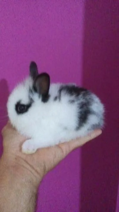 Mini Coelhos Lindos