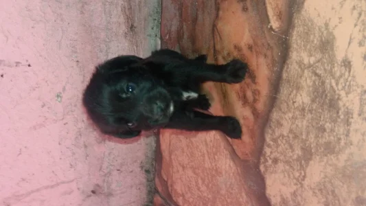 Vendo Cachorro Filhote