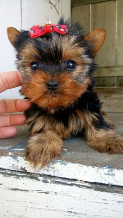 Yorkshire Terrier Império York