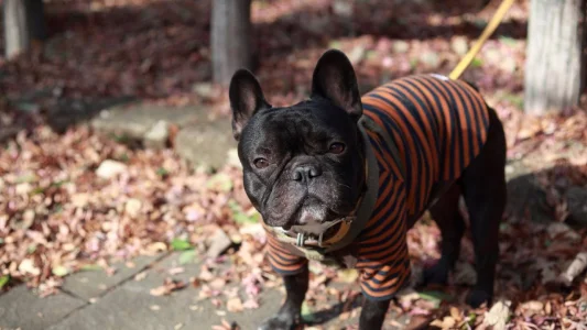 Buldogue Francês