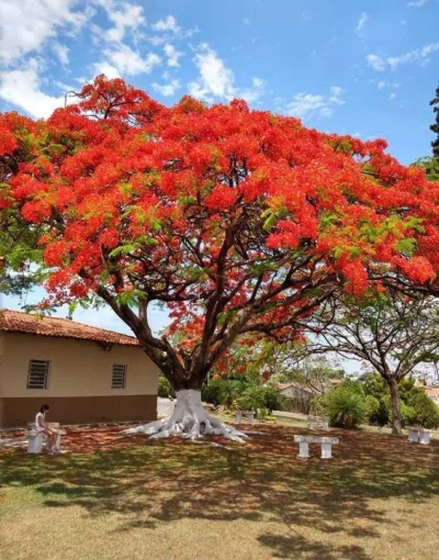 Jazigo Cemiterio Parque das Primaveras Sumare SP