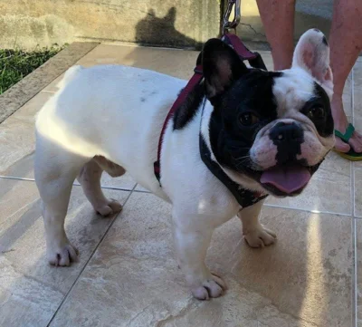 Filhote Buldogue Frances , Entrega So no RJ
