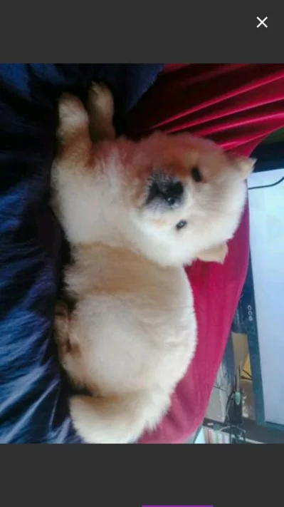 Filhotes Chow Chow