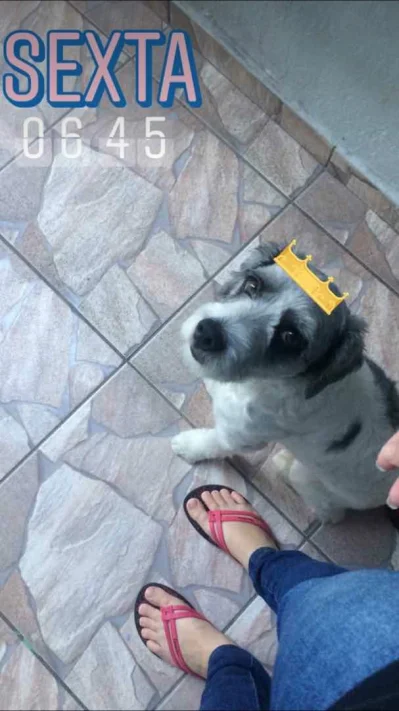 Doação de Cachorro