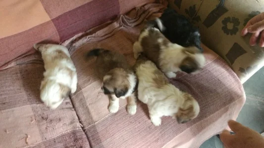 Lindos Filhotes de Lhasa Apso