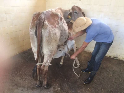 Vende Urgente Lote de Vacas Girolanda Boa de Leite