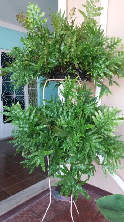 Plantas Caseiras