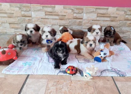 Canil Best Friend - Filhotes de Shih Tzu