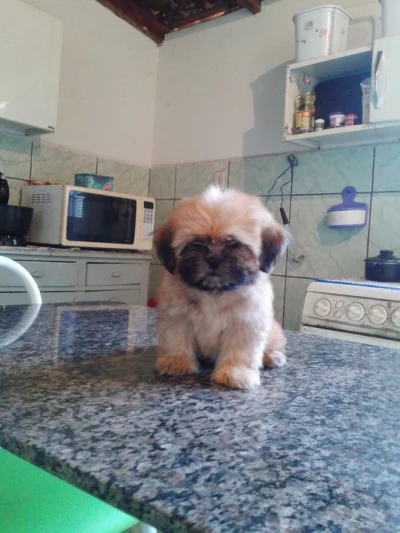 Shit Tzu Amigo