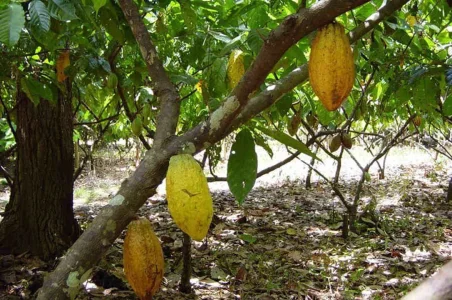 Sítio Proximo a Praia
