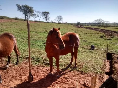 Vendo ou Alugo para Cruzar