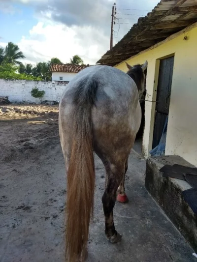 Cavalo para Vaquejada