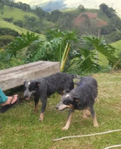 Desaprarecido
