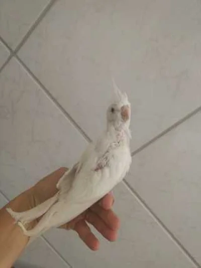 Passarinho Calopsita