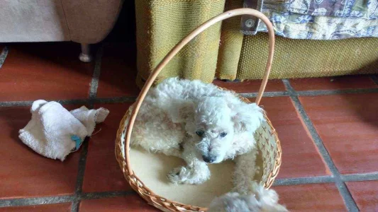 Fugiu de Casa