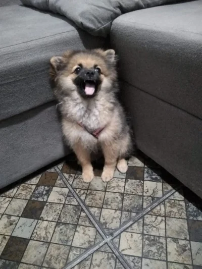 Spitz Alemão