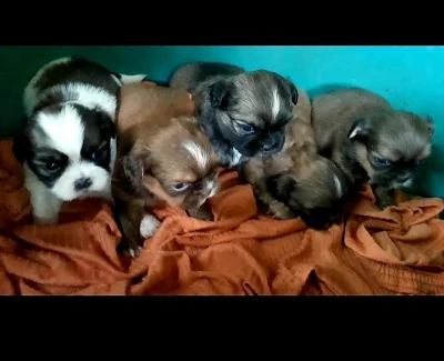 Shih Tzu