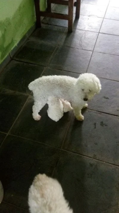 Doaçao de Filhote de Poodle