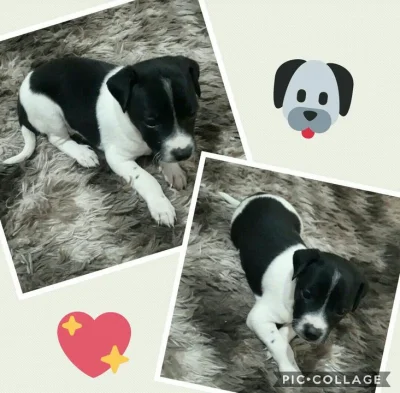 Lindos Filhotes para Adoção